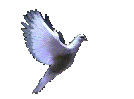dovec.gif - 38556 Bytes